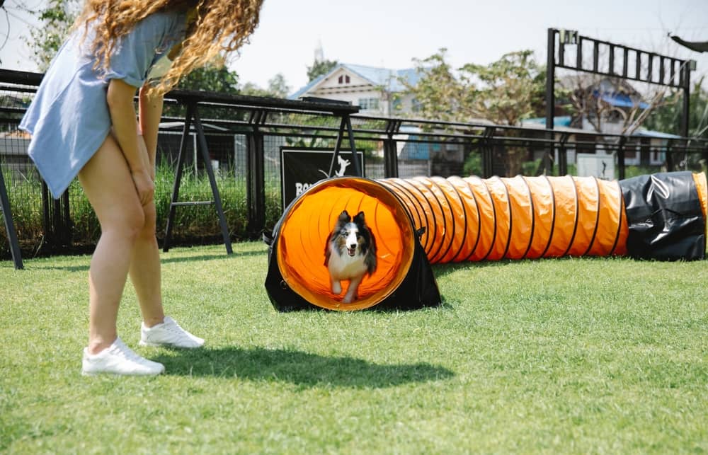 Buy perfect dog toys online