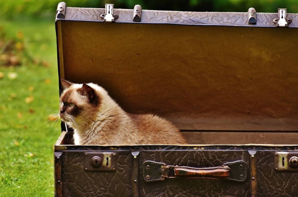 Buy cat transport box